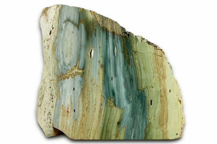 Free-Standing, Gary Green Jasper (Larsonite) Bog Wood - Oregon #334731